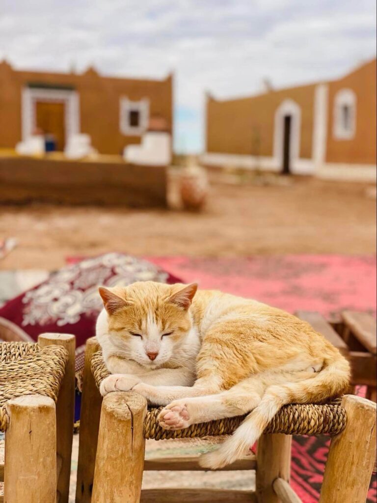 Cat relaxing at Morocco desert camp